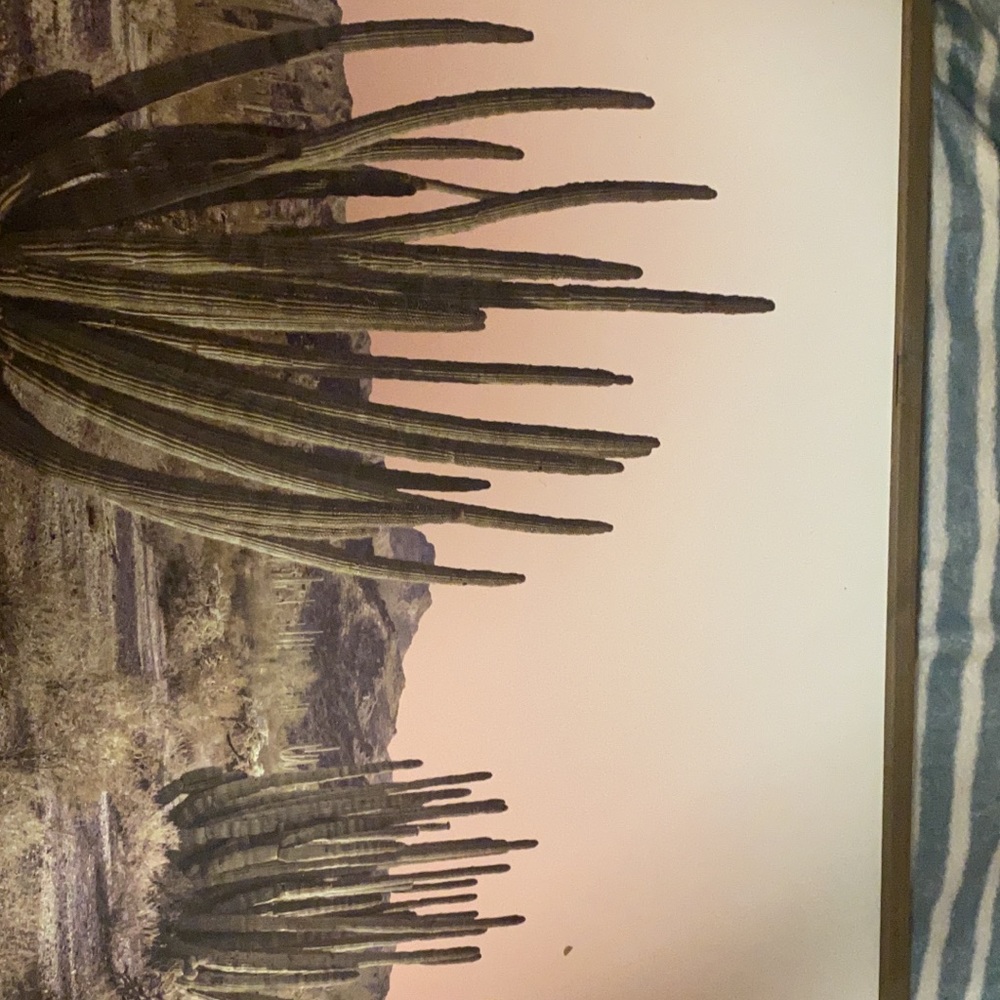 Cactus Picture